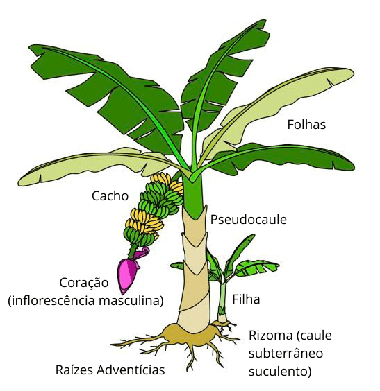 Morfologia da Banana